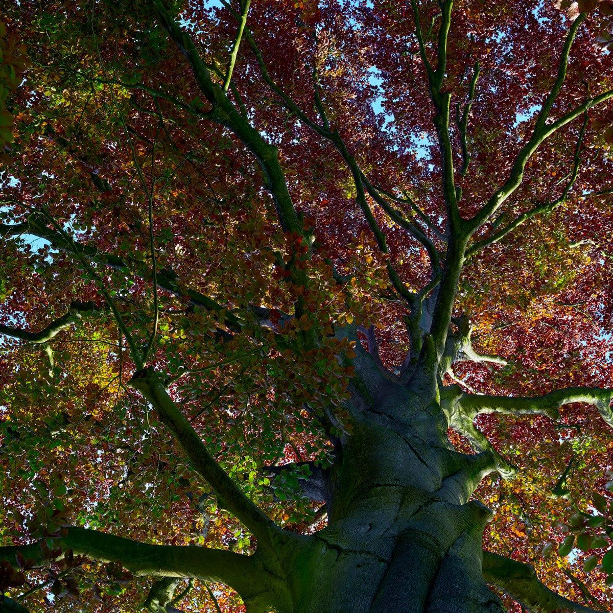 Tree with colored leaves