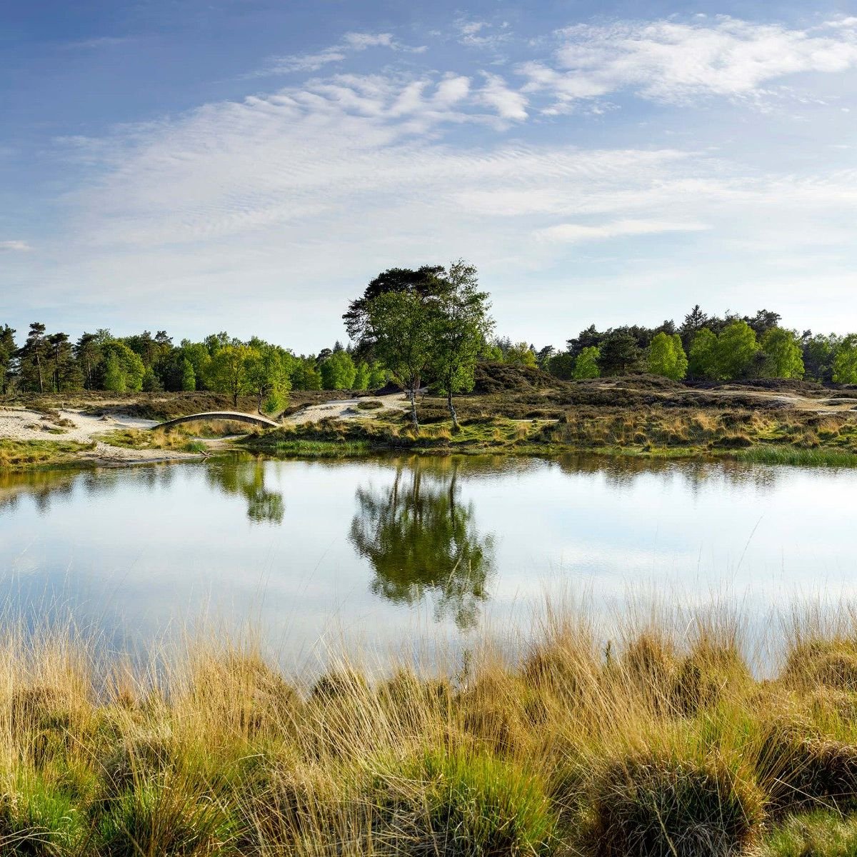 Ein kleiner Waldsee in der Heide