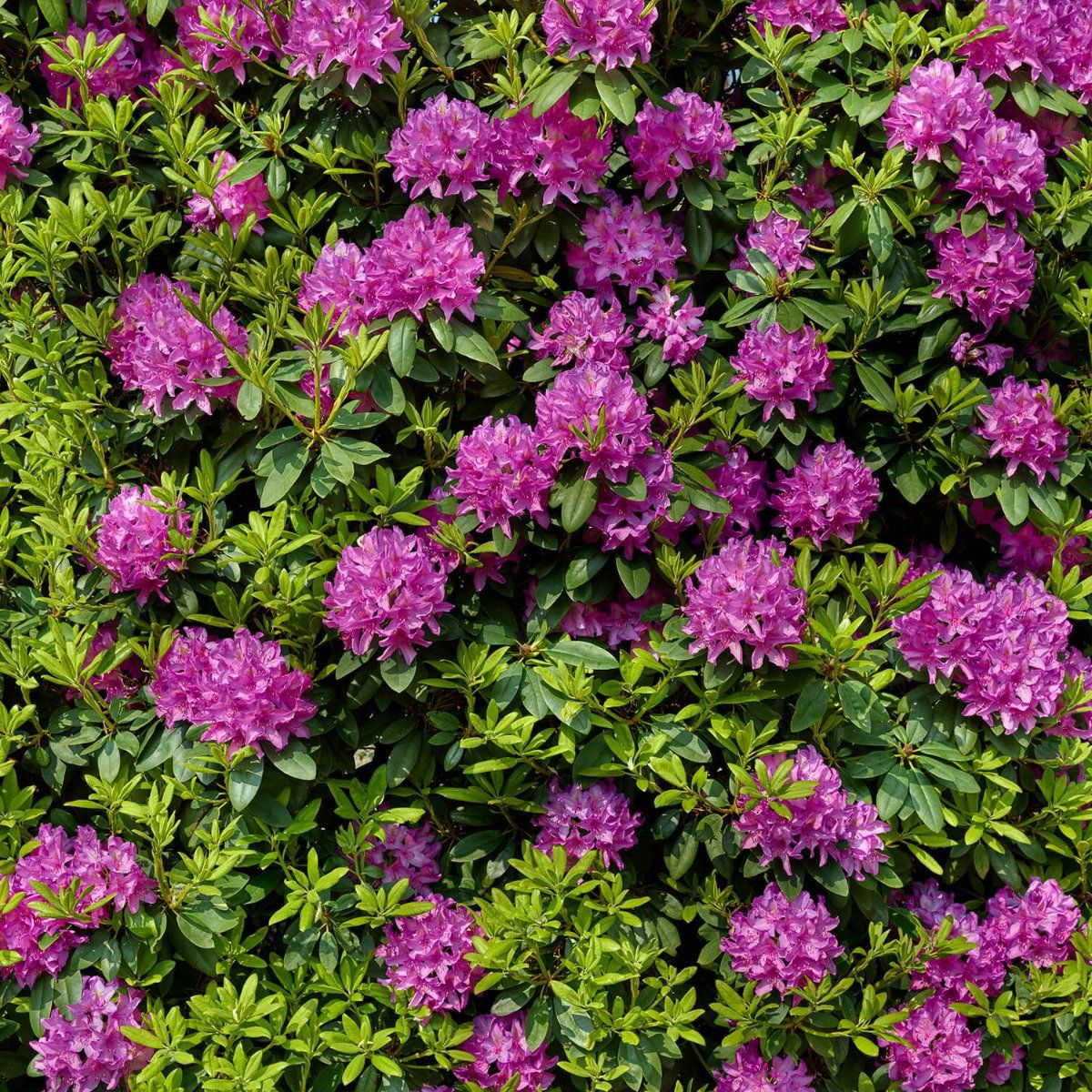 Rododendrons