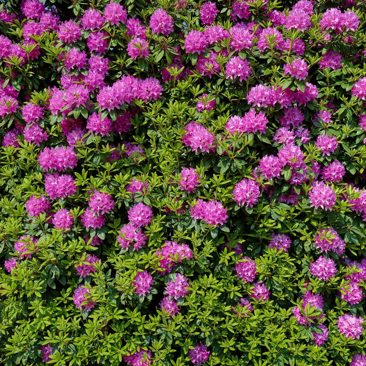 Grote muur van rododendrons