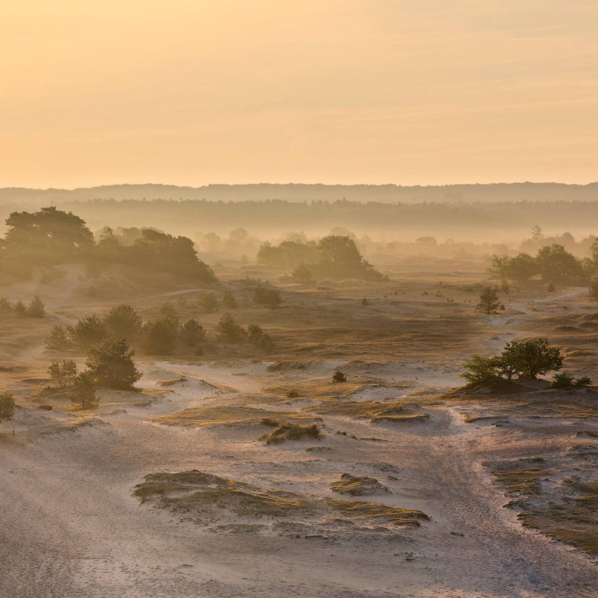 Kootwijker sable