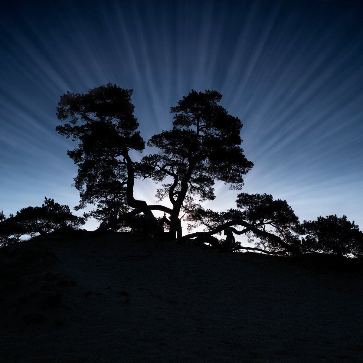 Arbre sur la colline