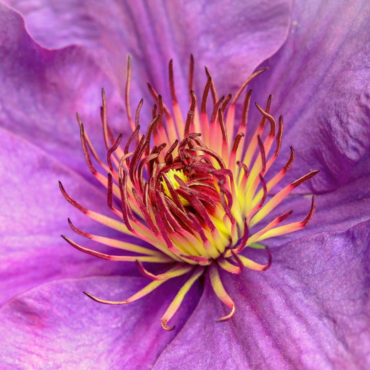 Clematis-Blume