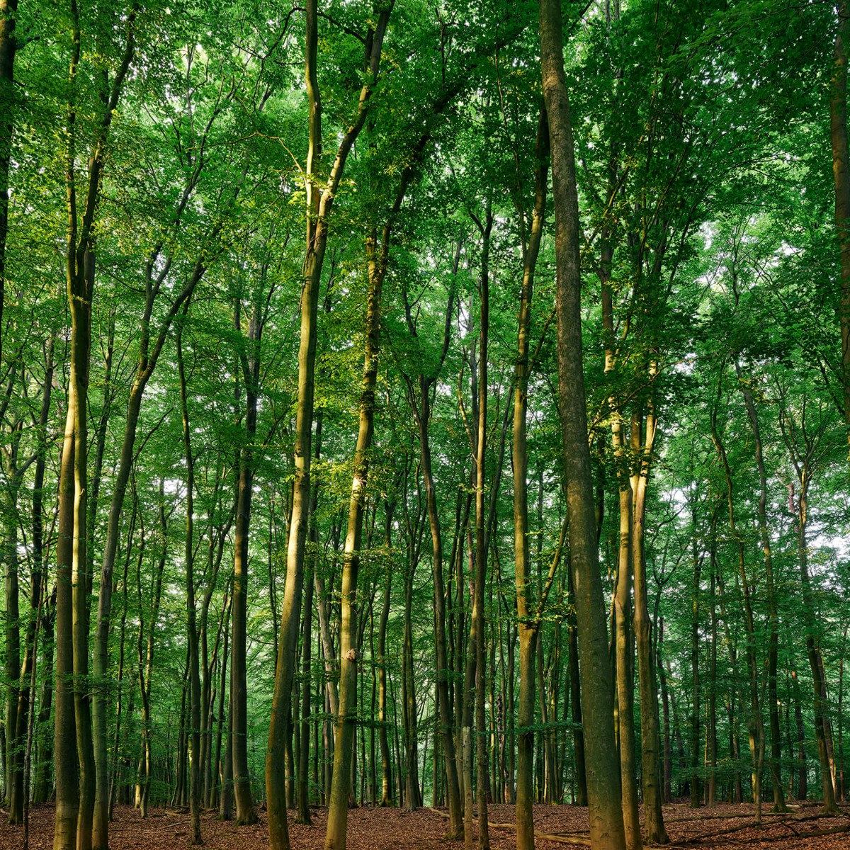 Forêt verte avec lumière du soleil