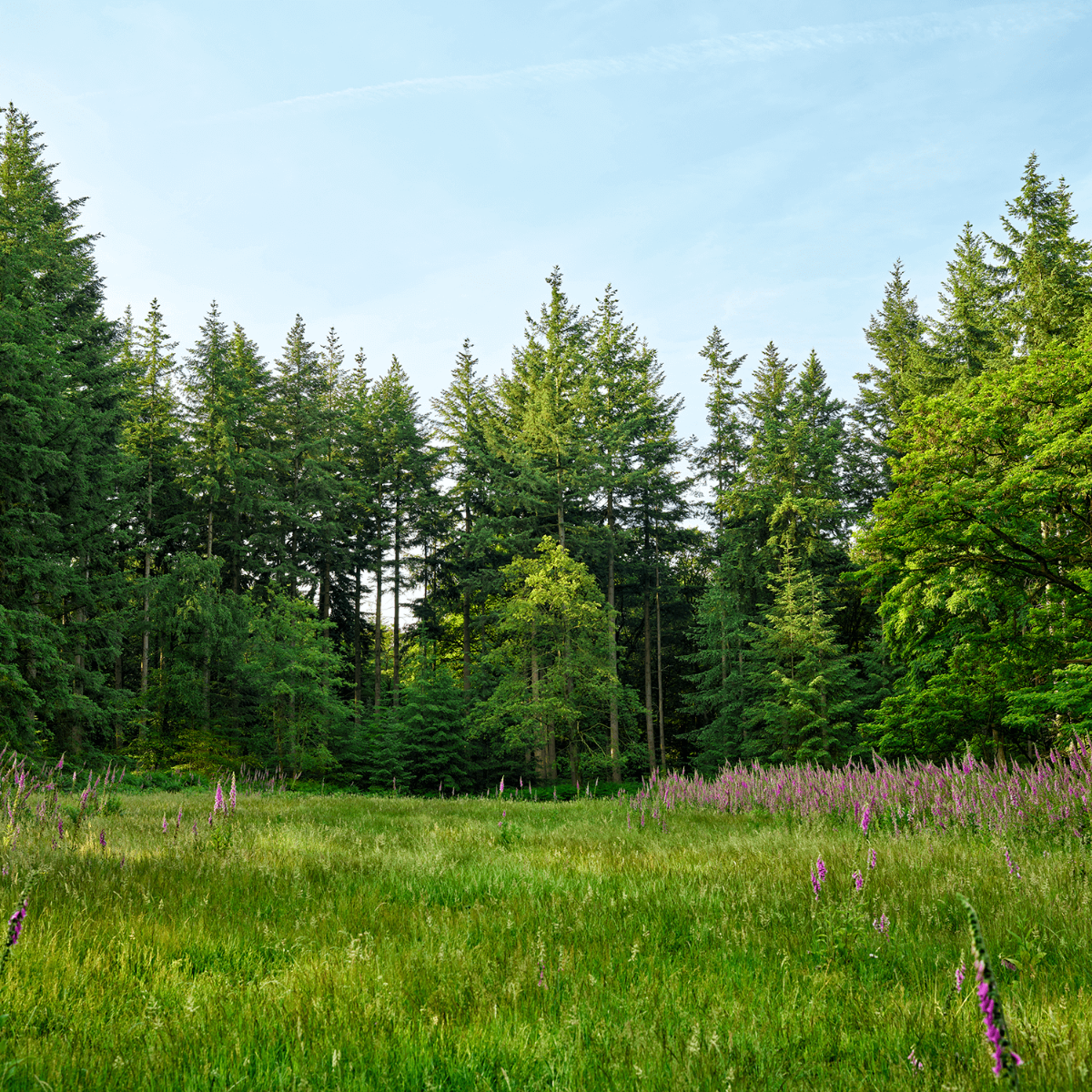 Espace ouvert dans une forêt