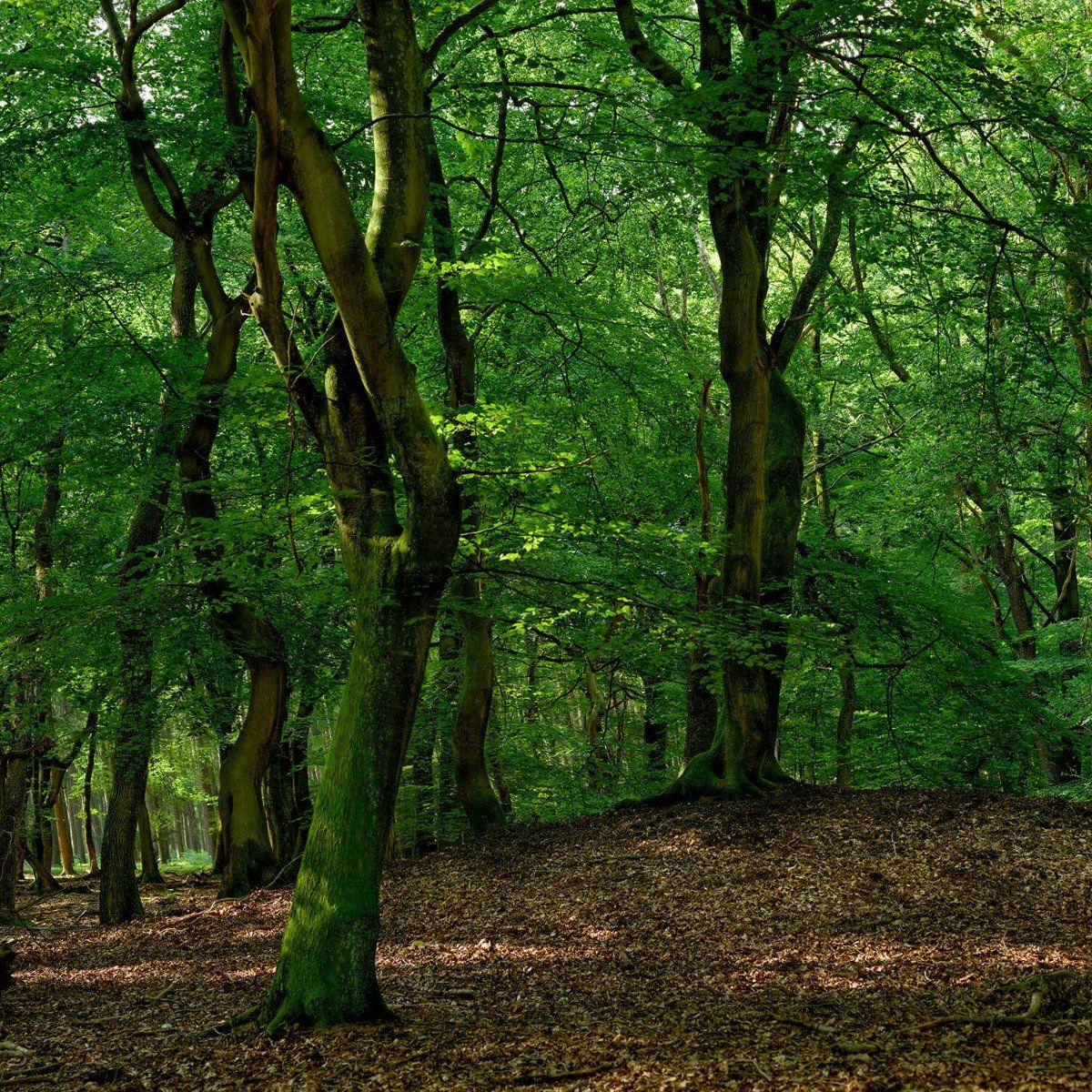 Bomen met groene bladeren