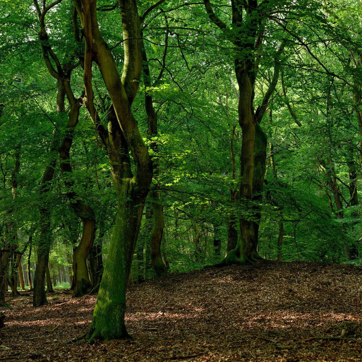 Bomen met groene bladeren