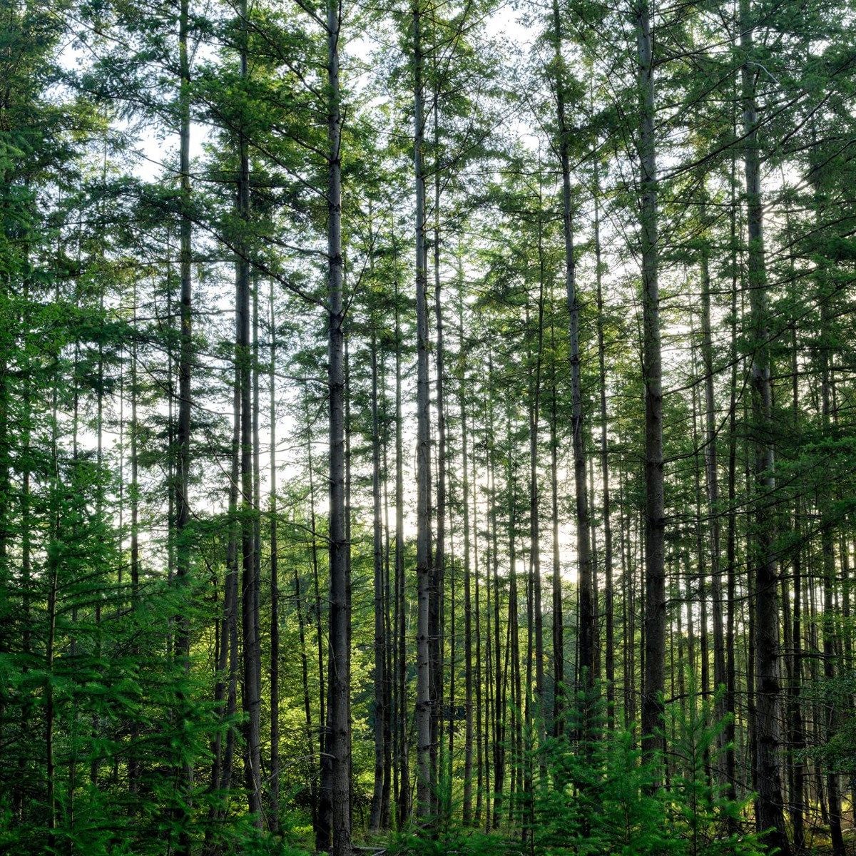 Forêt détaillée