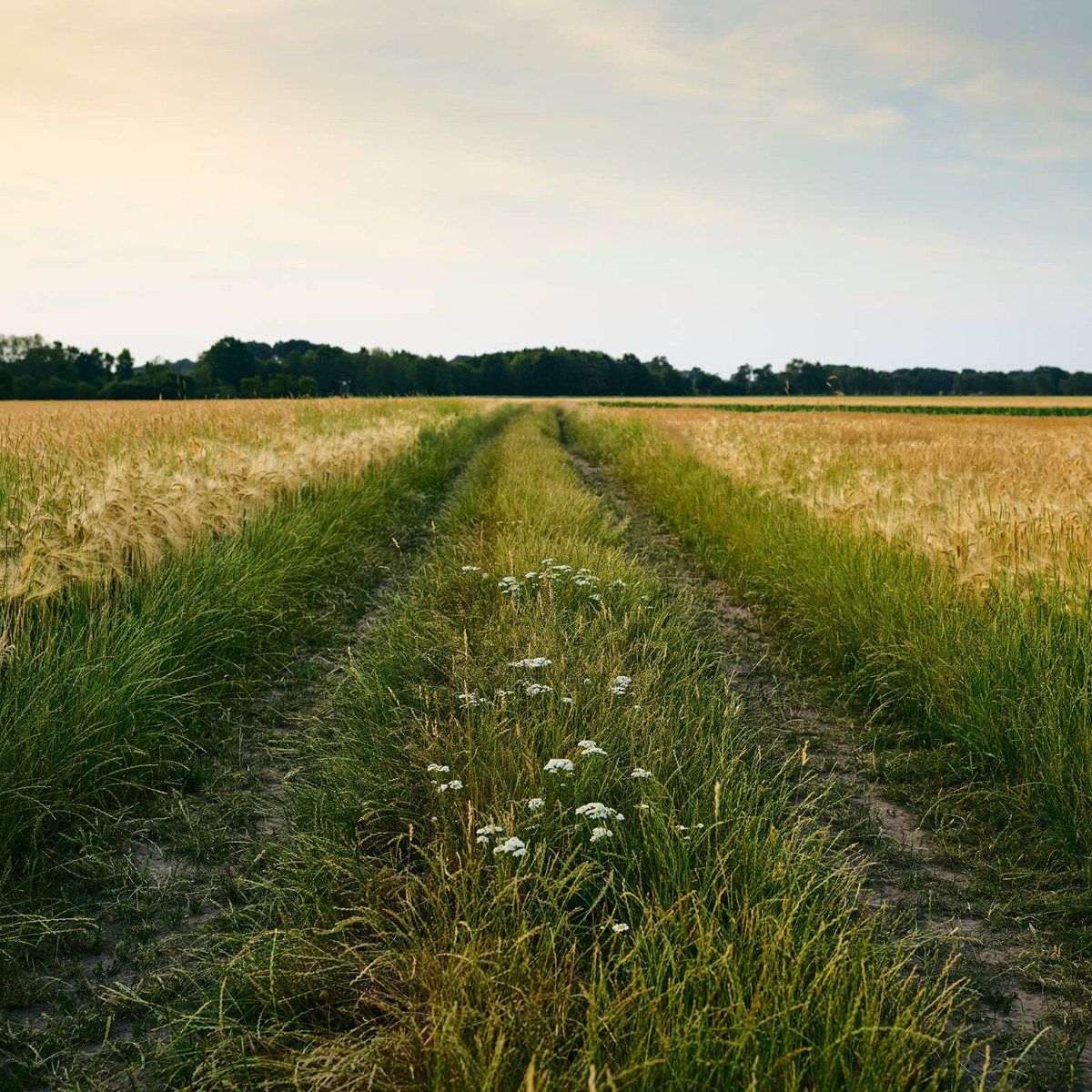 Spoor in korenveld