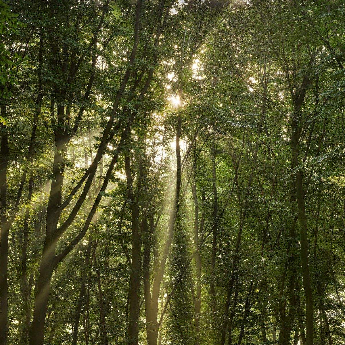 Zonnestralen in het bos