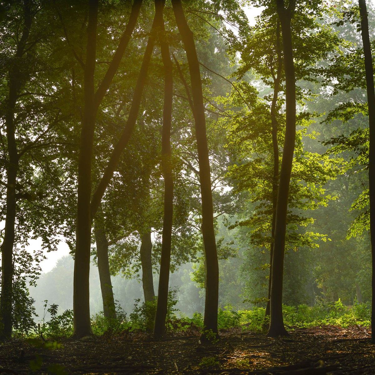 Bos in de ochtendzon