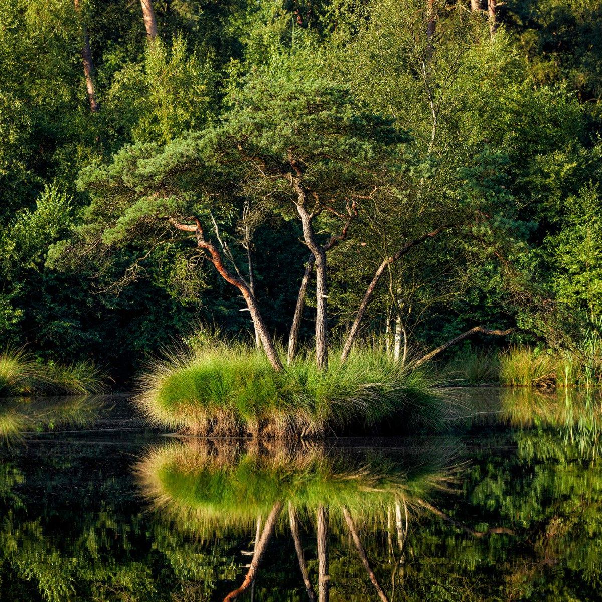 Île dans un lac forestier