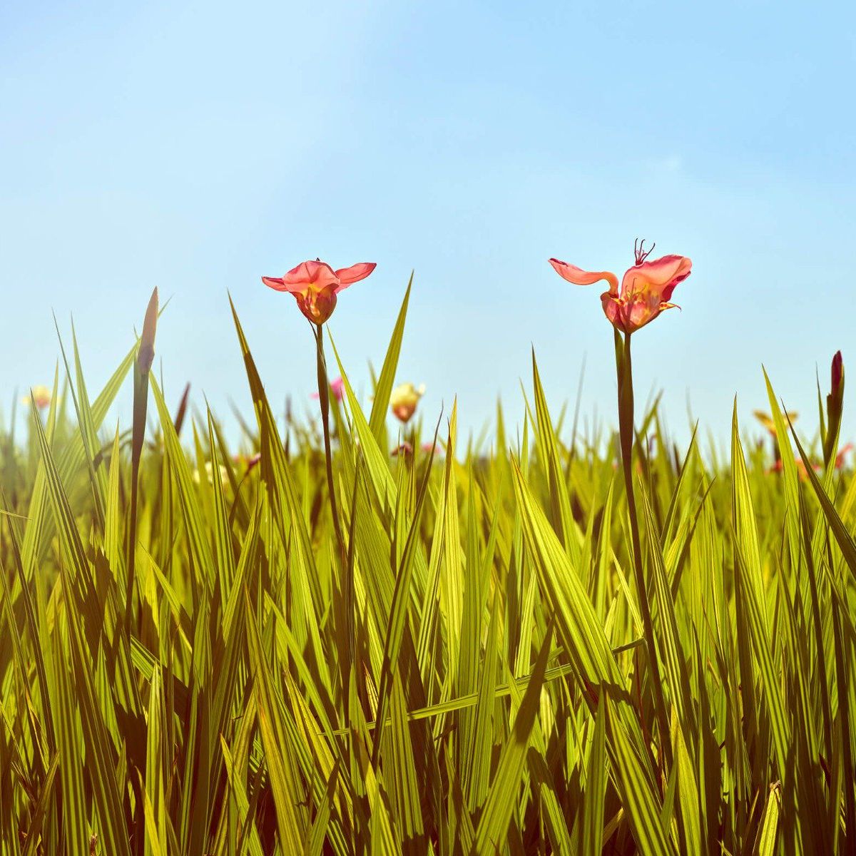 Champ de fleurs