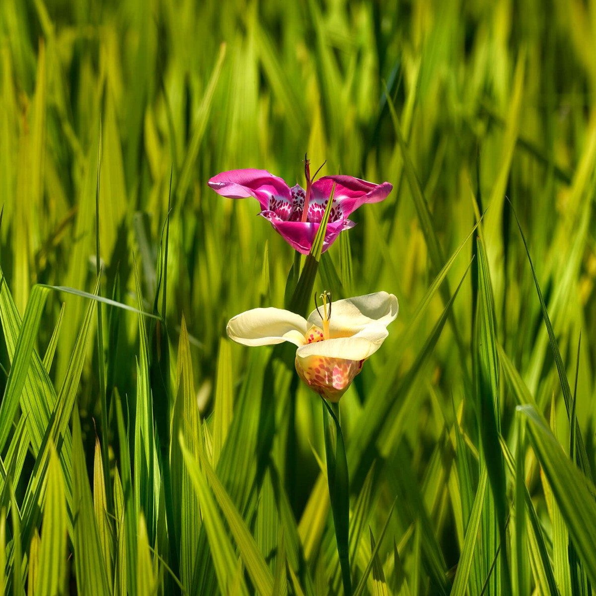 Tijgerbloemen