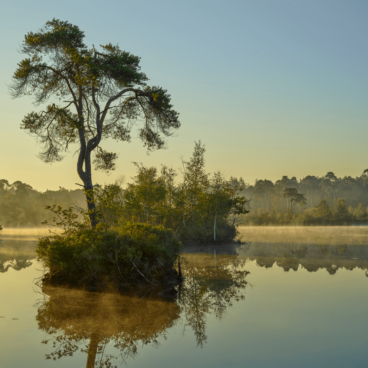 Morning mist