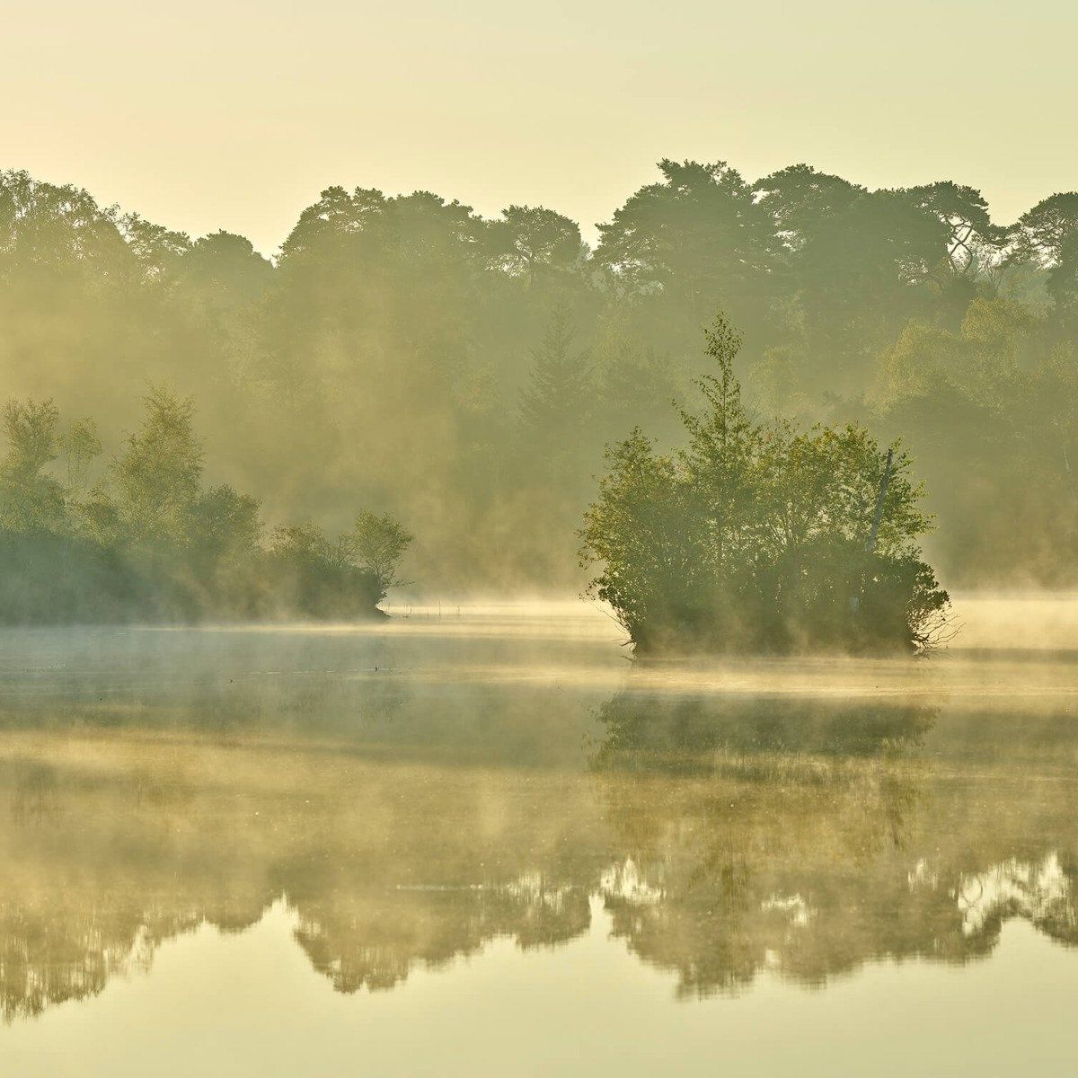 Nebel über einem Waldsee