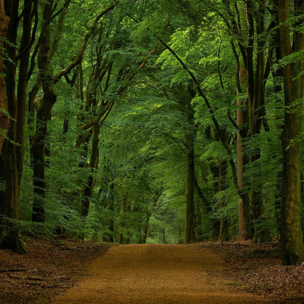 Straße durch den Wald