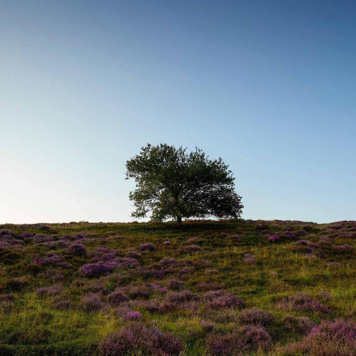 Tree on the heathland