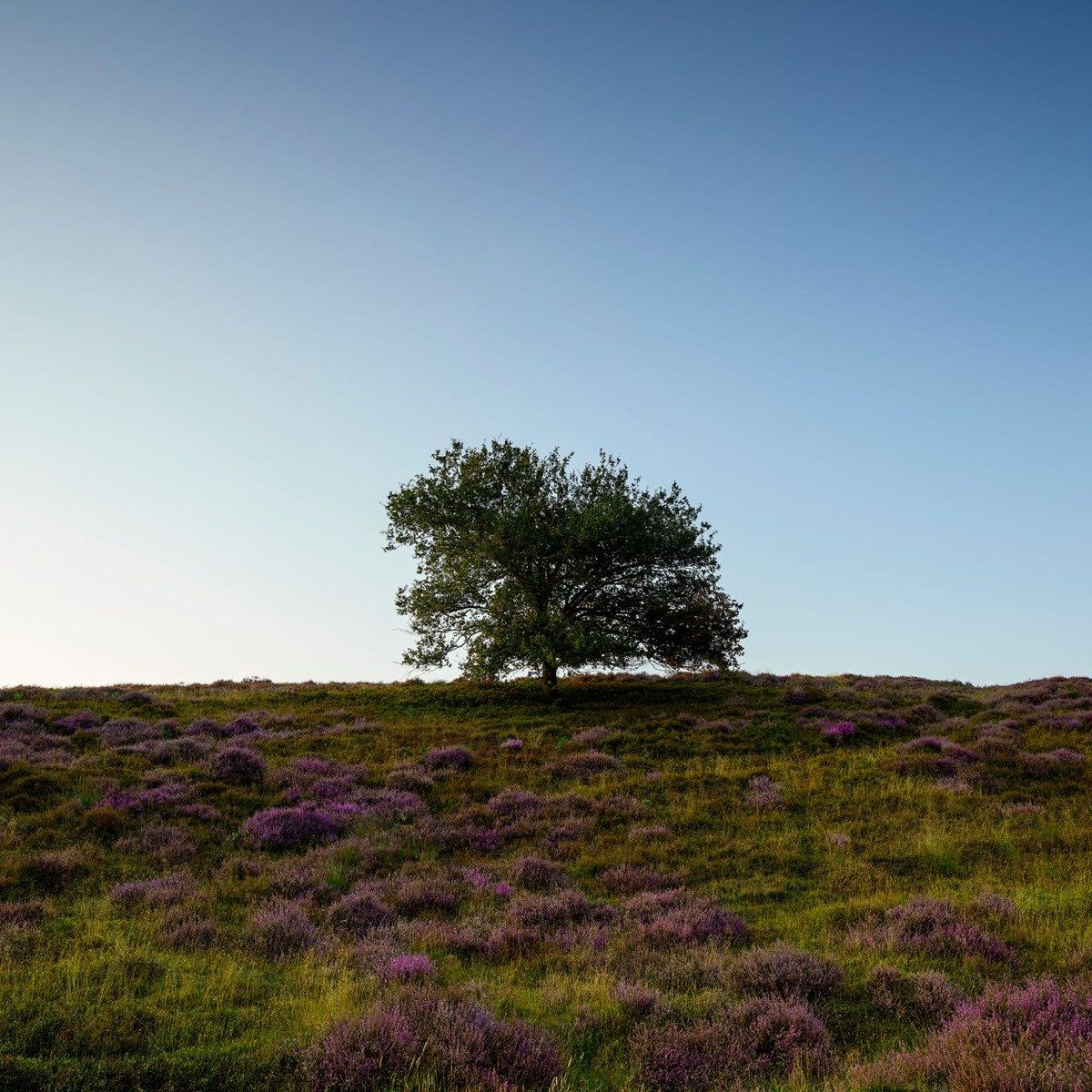 Boom op de heide