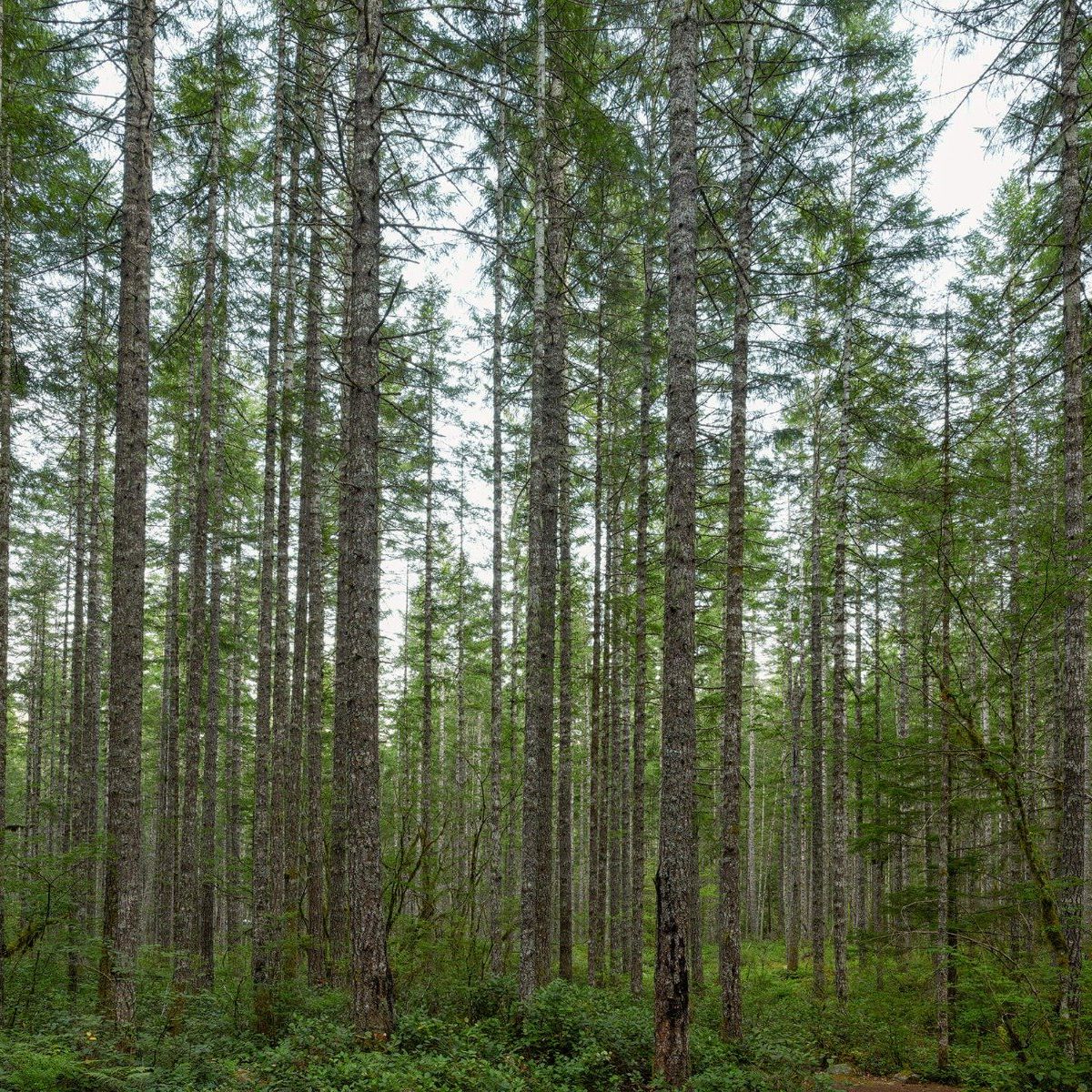 Hoge rechte bomen