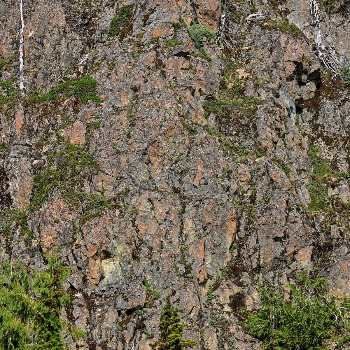 Rocks with trees