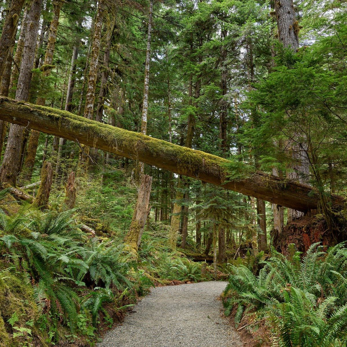 Fallen tree