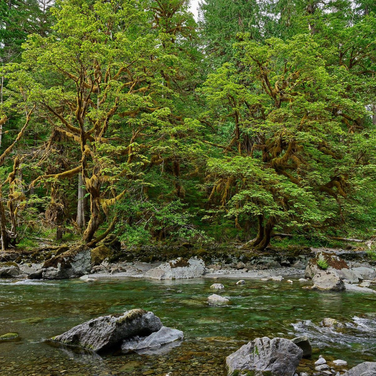 Rivier met bomen