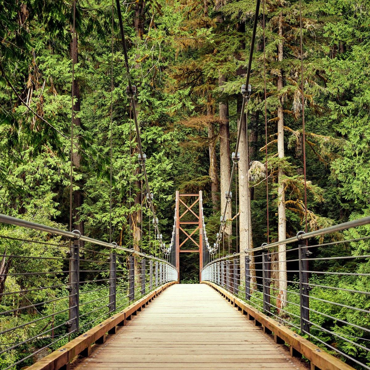 Pont à travers la forêt