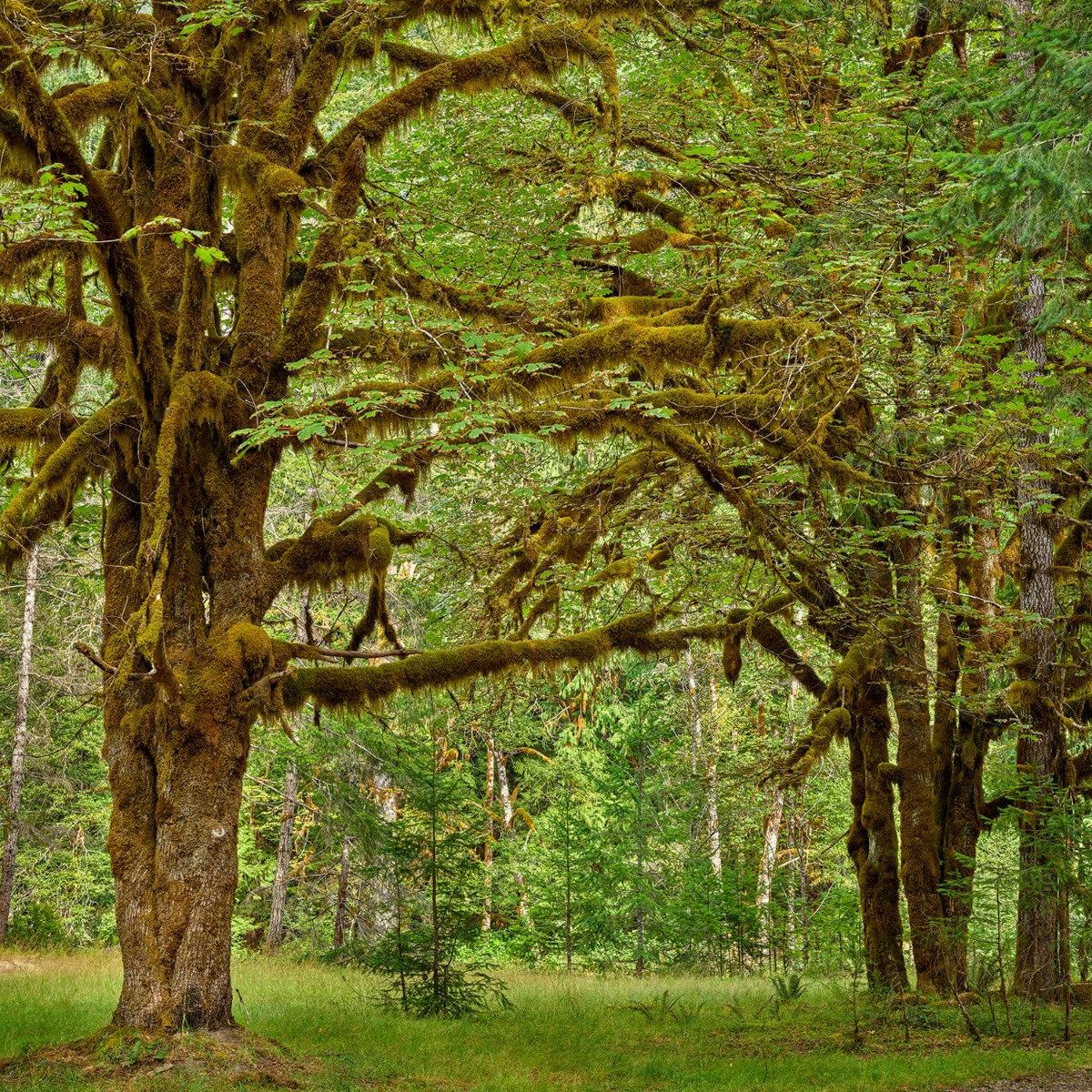 Twee oude bomen