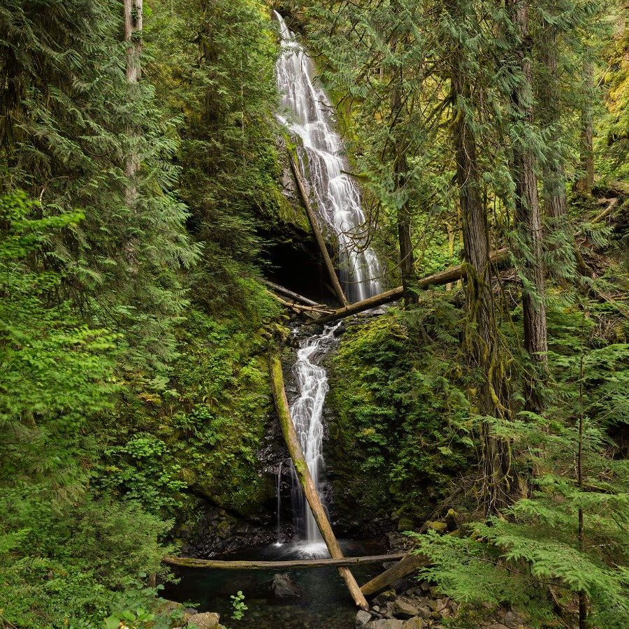 Chute d'eau avec des arbres tombés