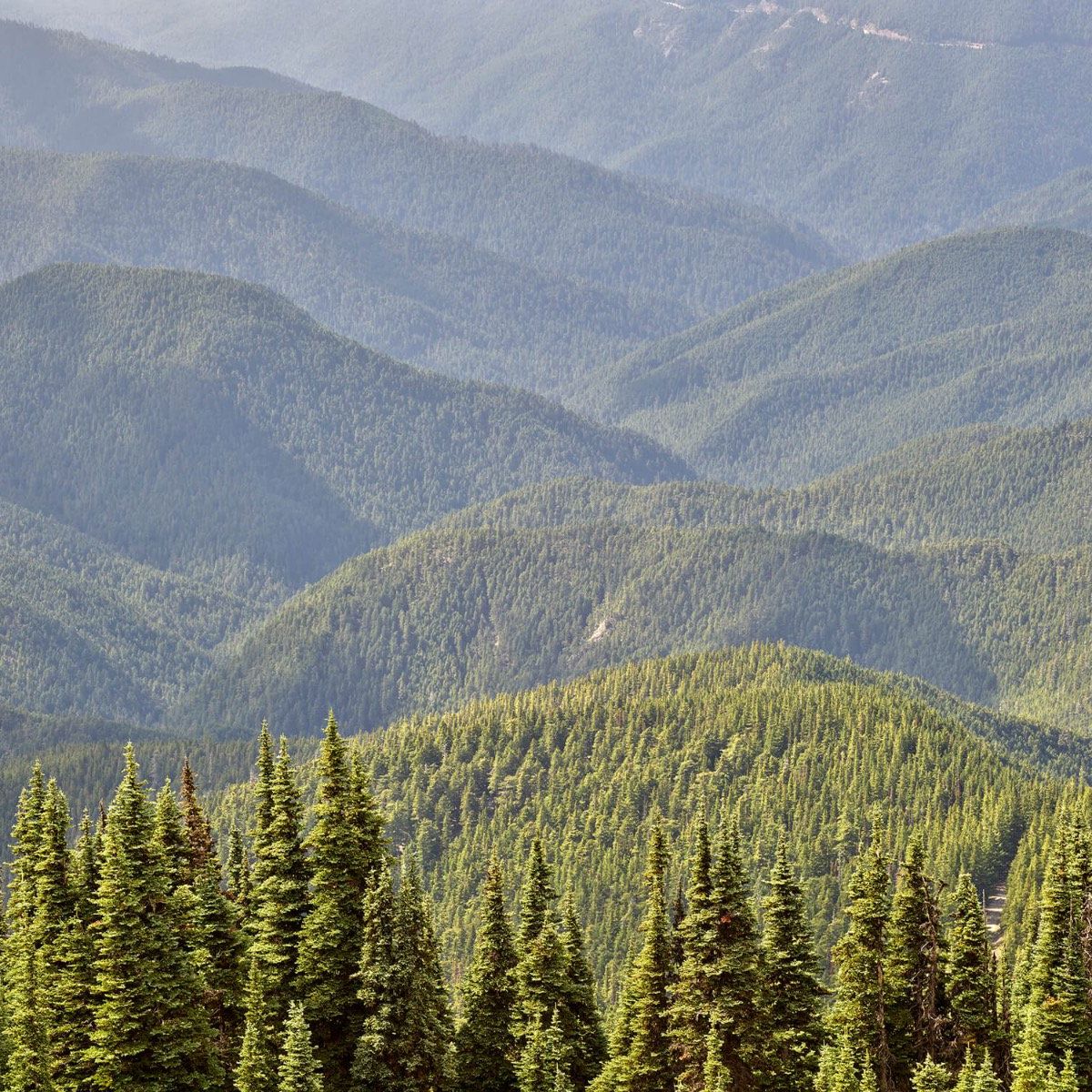 Mountains with trees