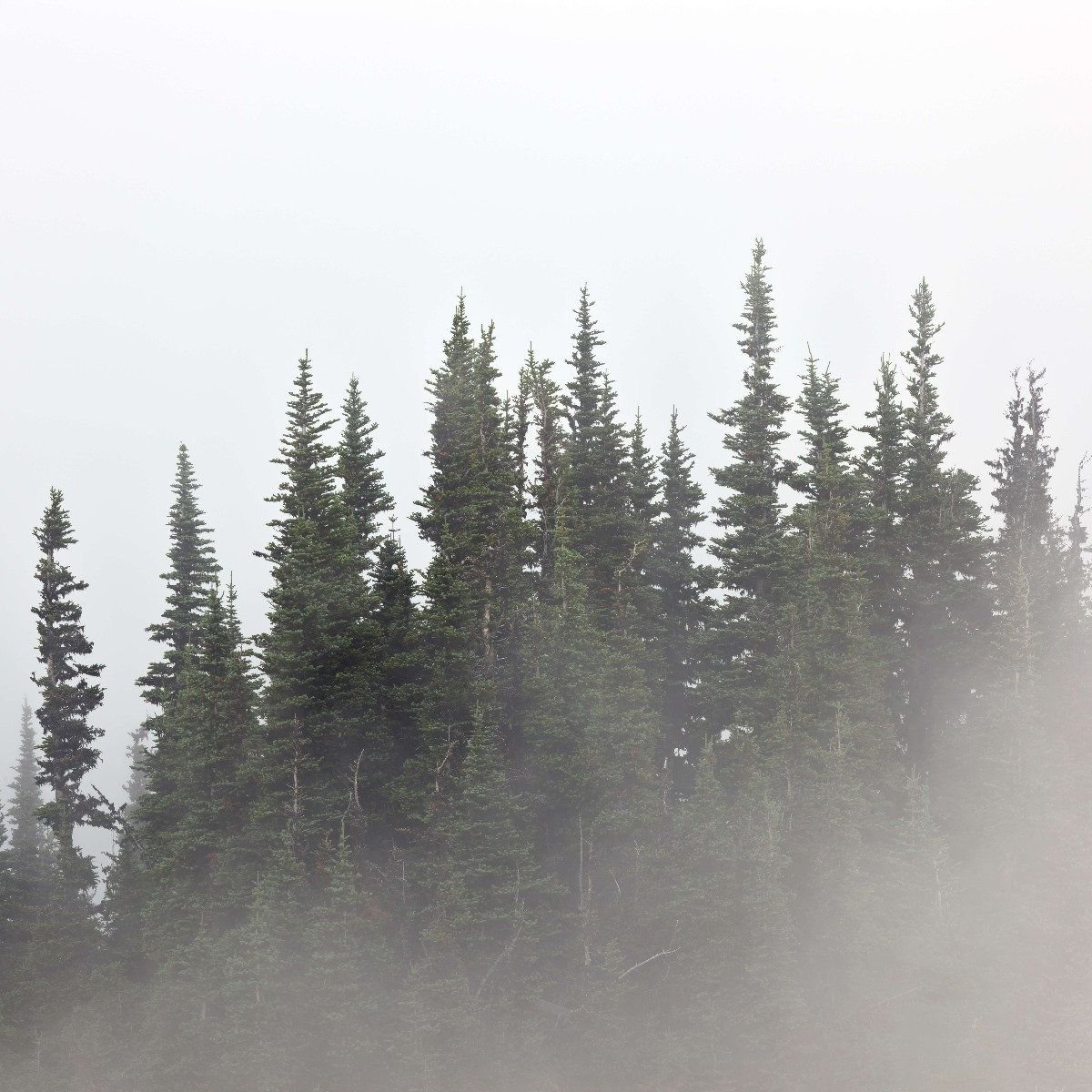 Des arbres dans le brouillard
