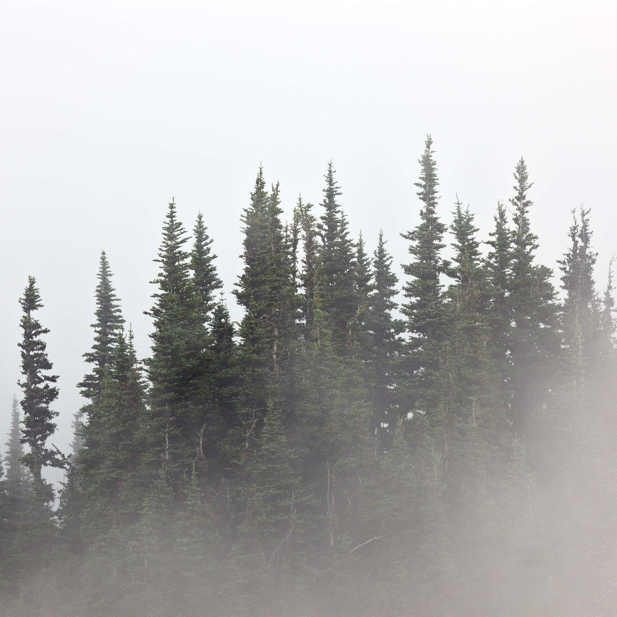 Bomen in de mist