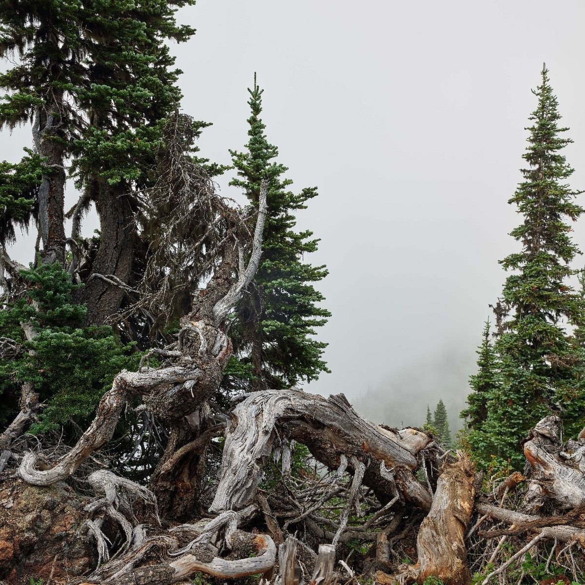 Trees and old trees