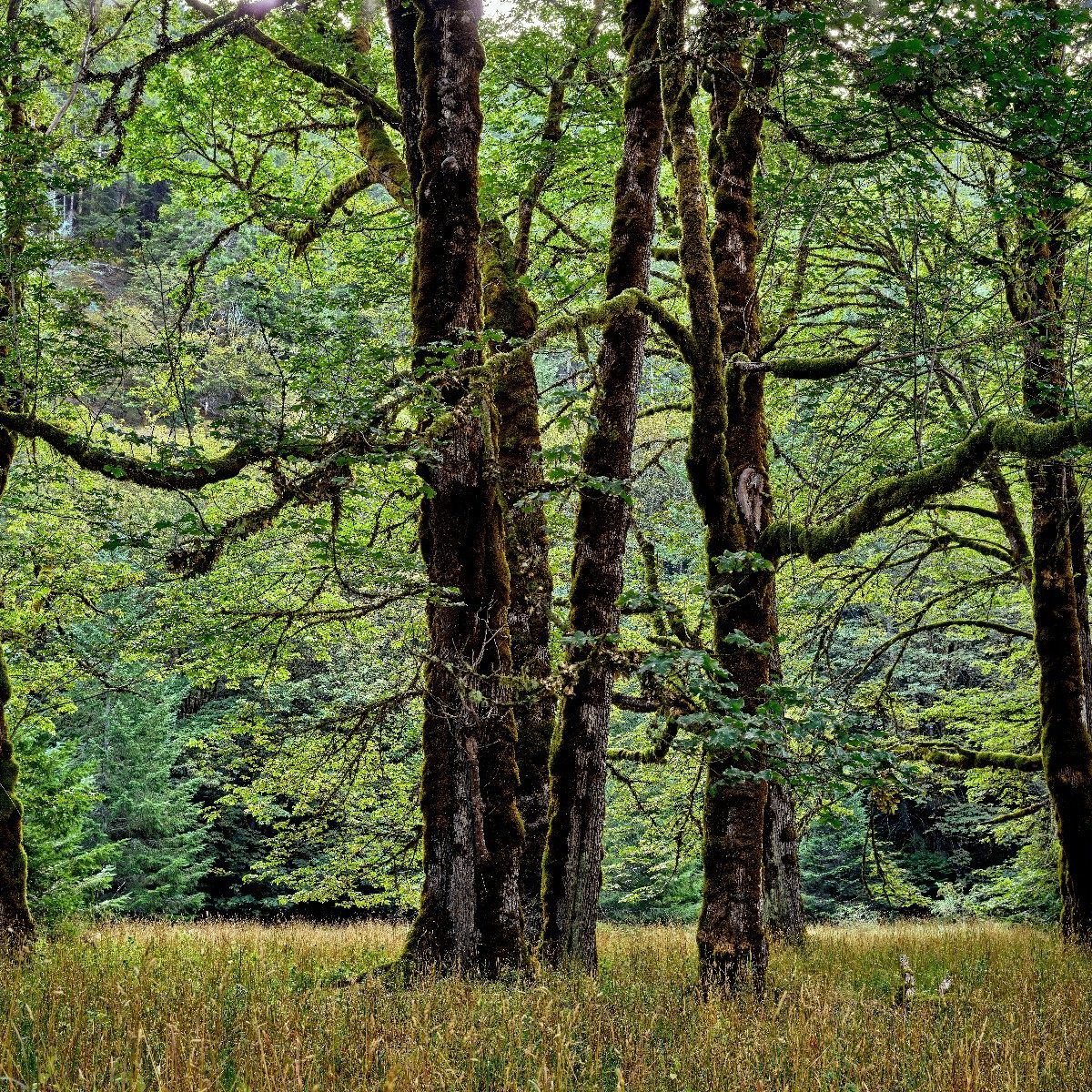 Bomen met mos