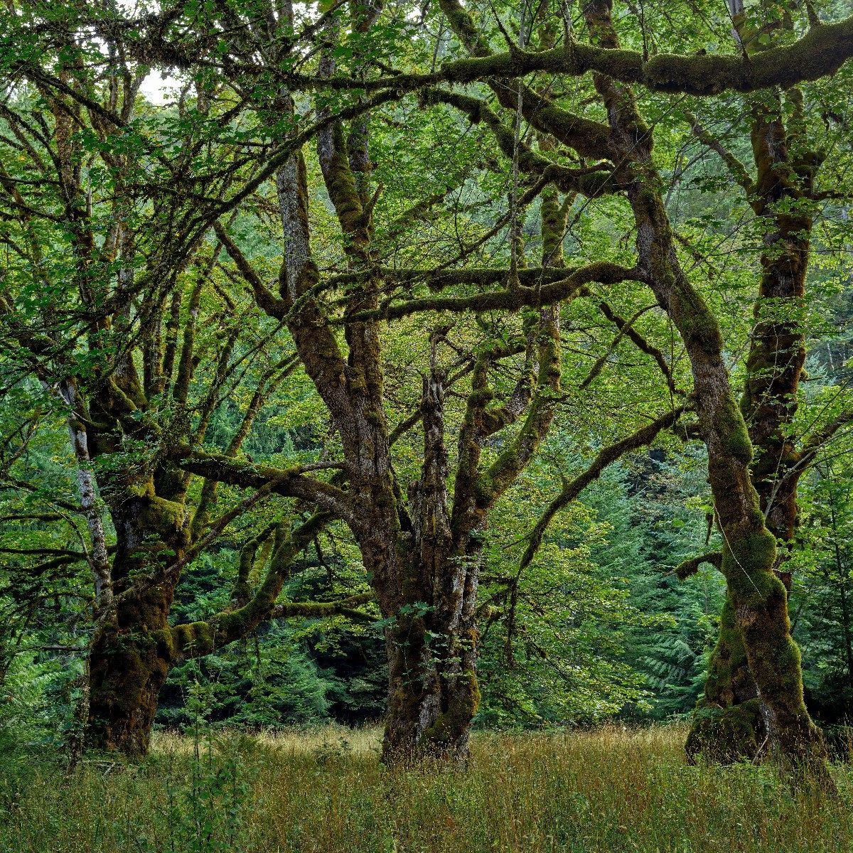 Oude bomen