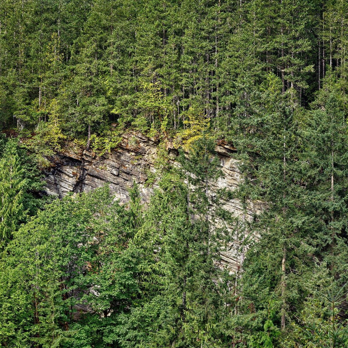 Forest on rock face