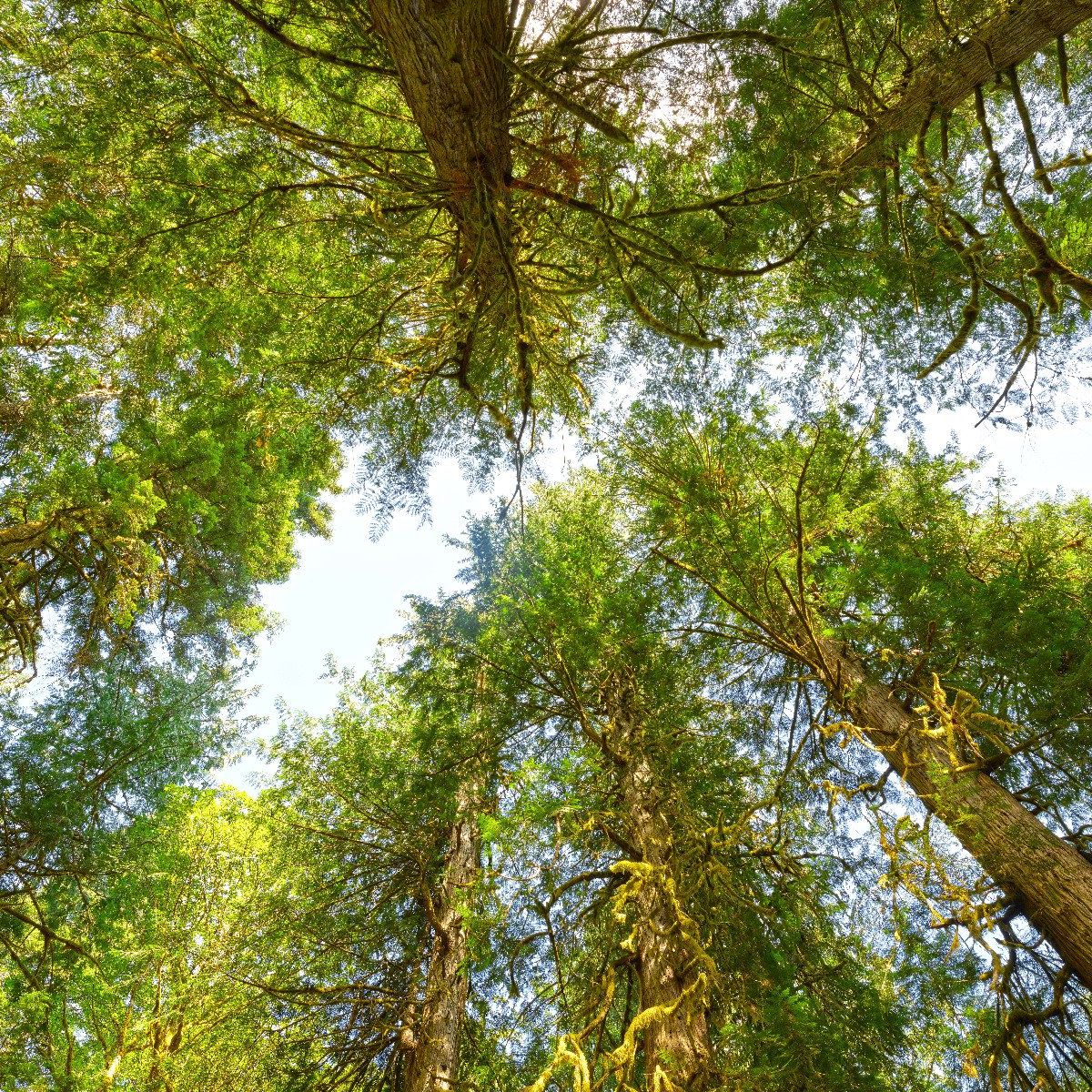 Bomen en bladeren