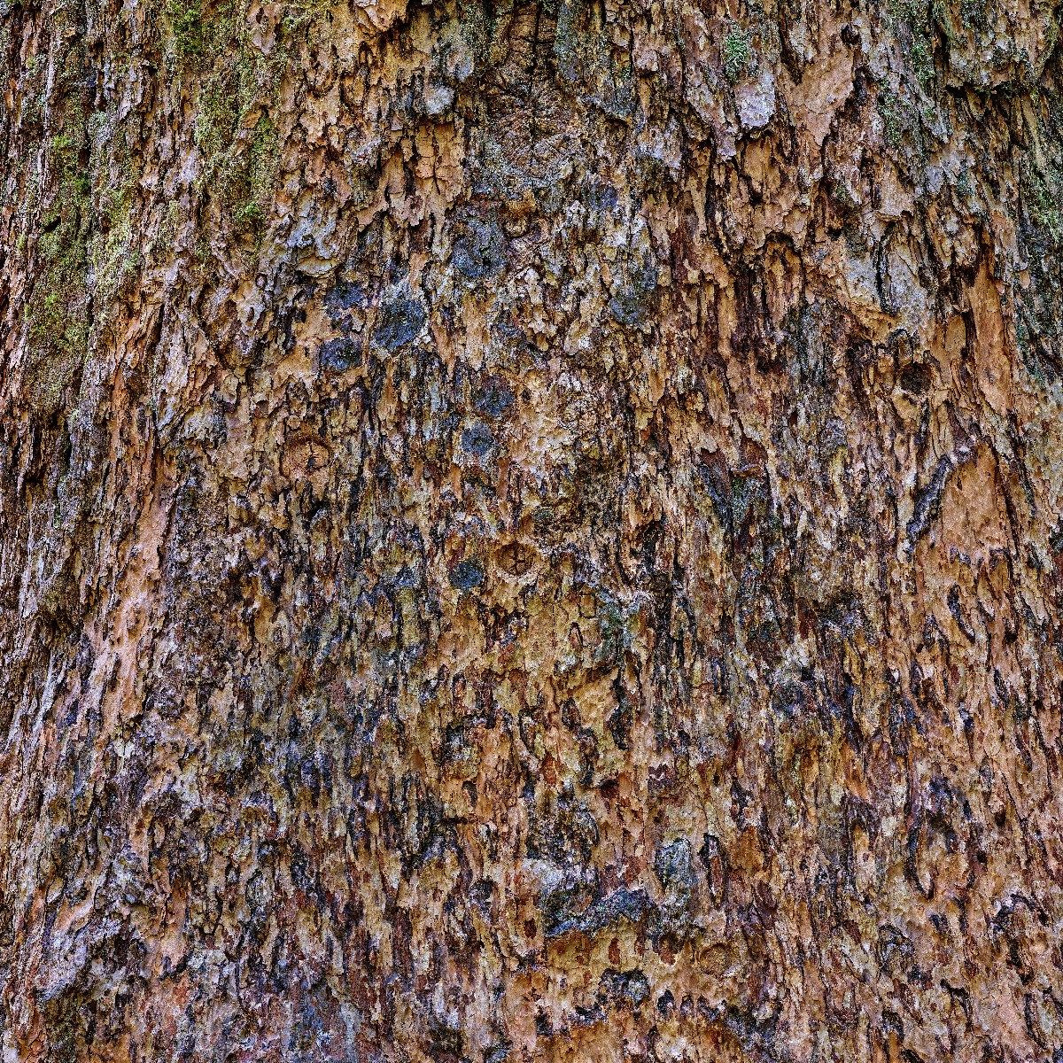 Écorce d'arbre marron