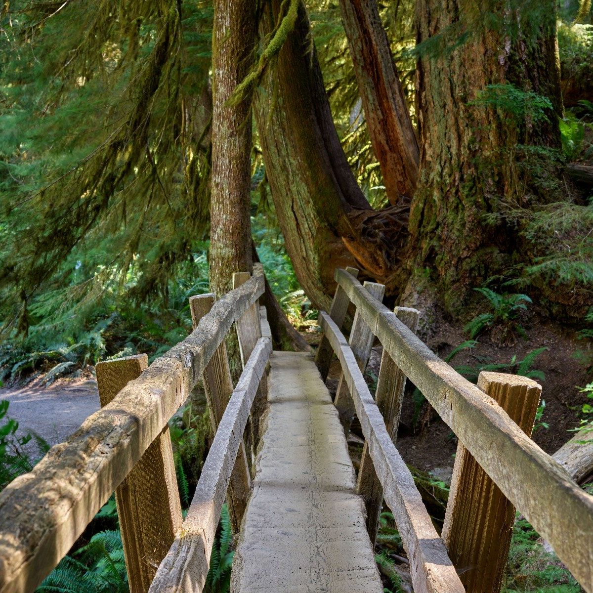 Wooden bridge through the forest