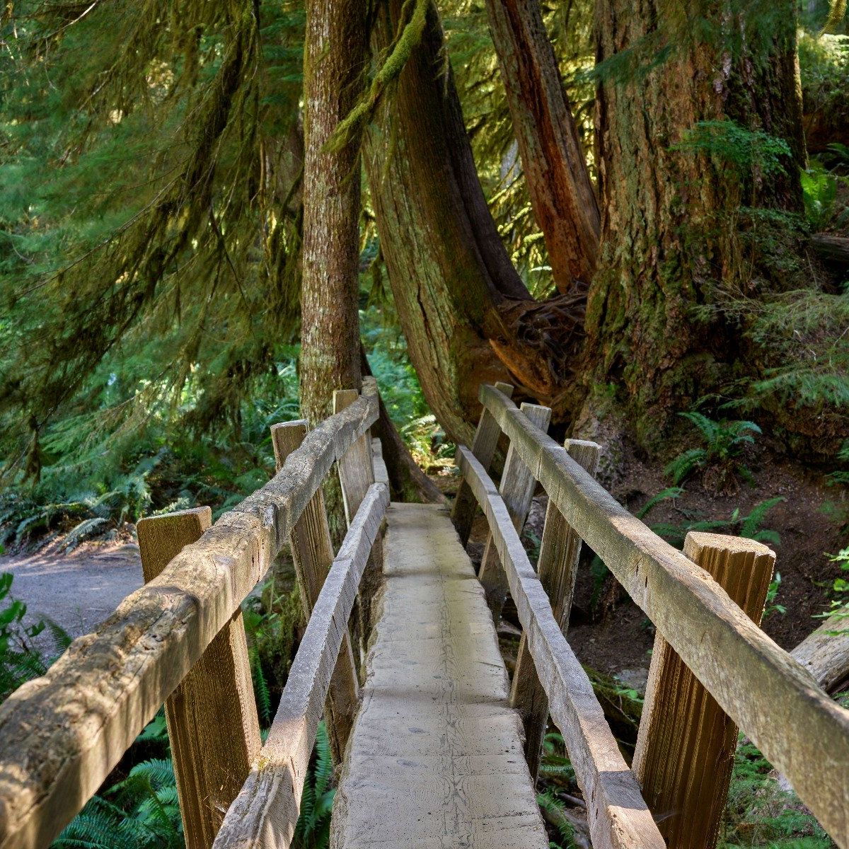 Pont en bois à travers la forêt