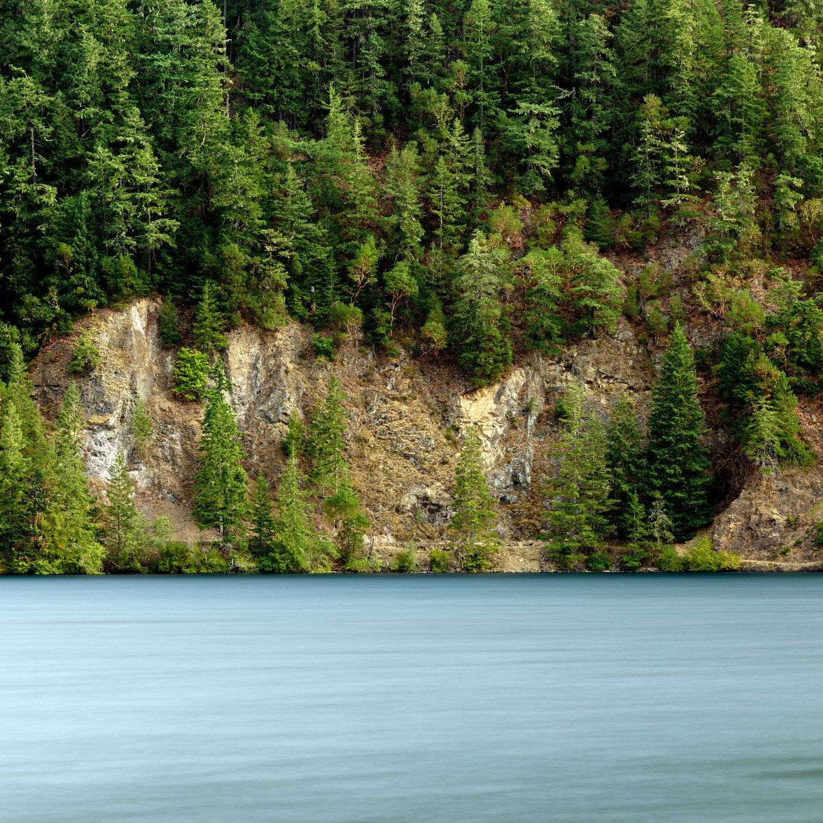 Trees on rock face