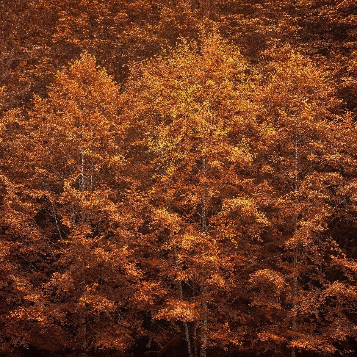 Herfst kleuren