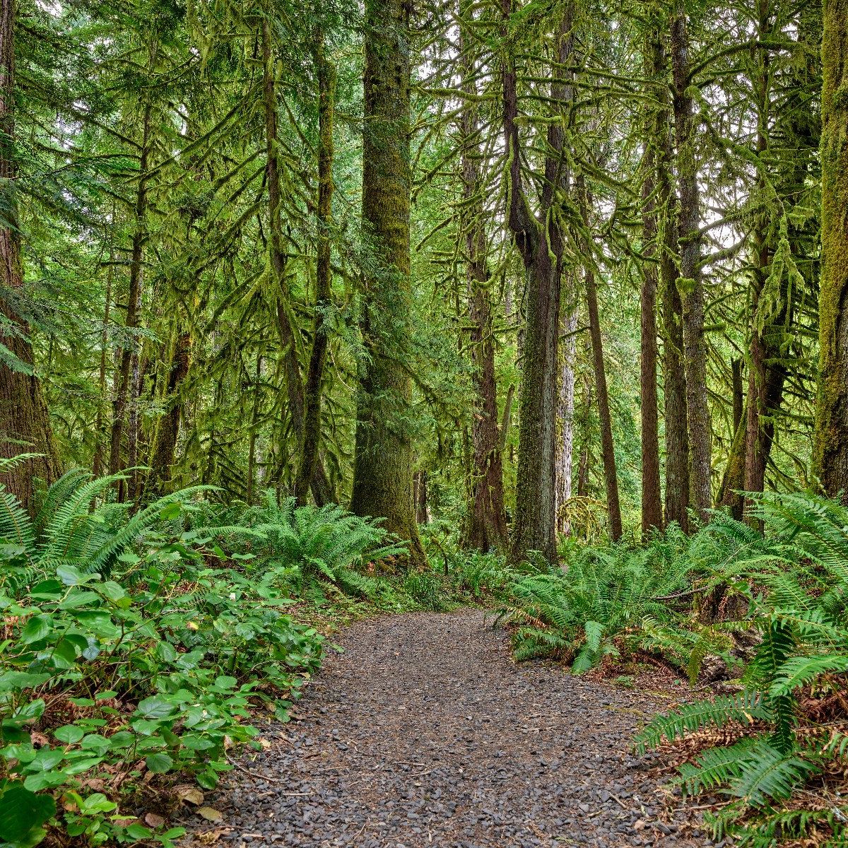 Sentier en pierres à travers la forêt