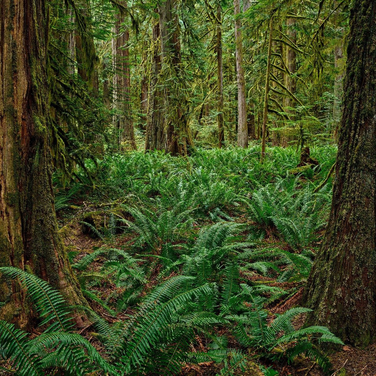 Ferns and trees