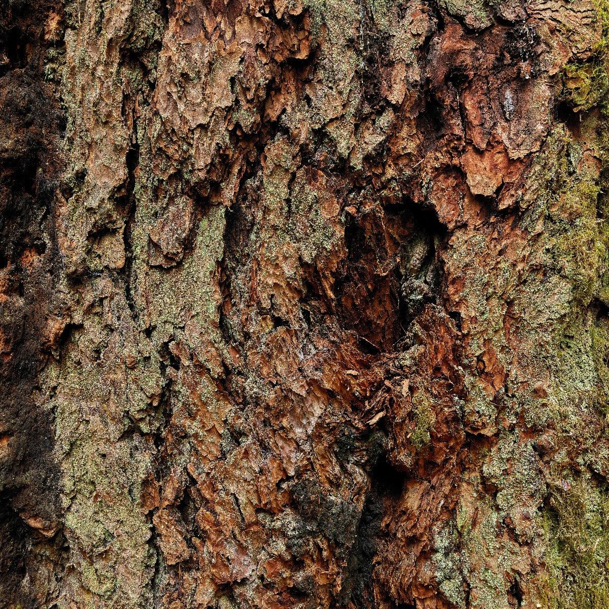 Tree bark old tree