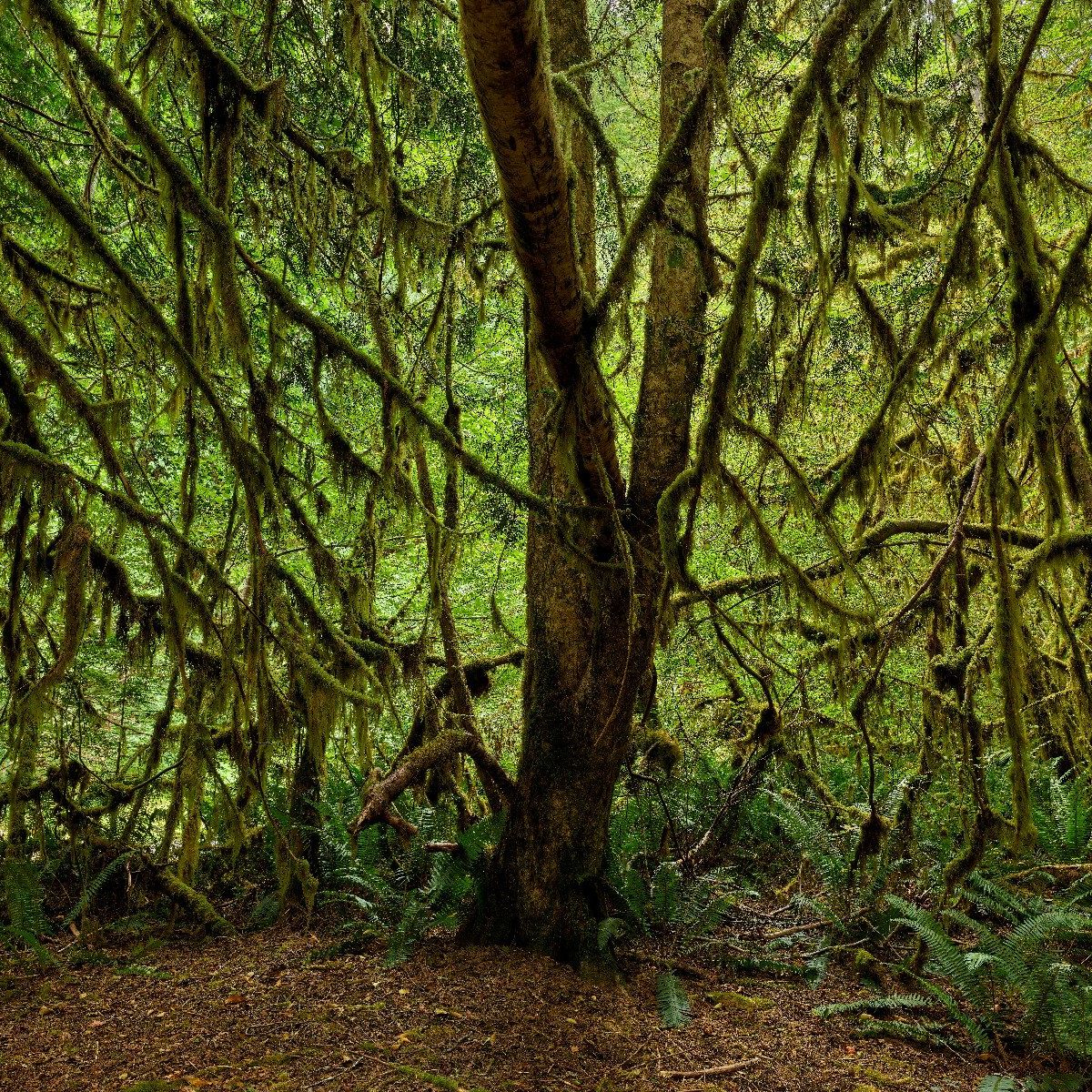 Forest with moss