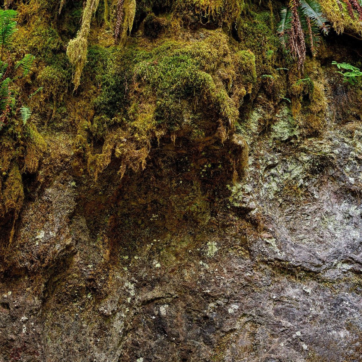 Rock, moss and ferns