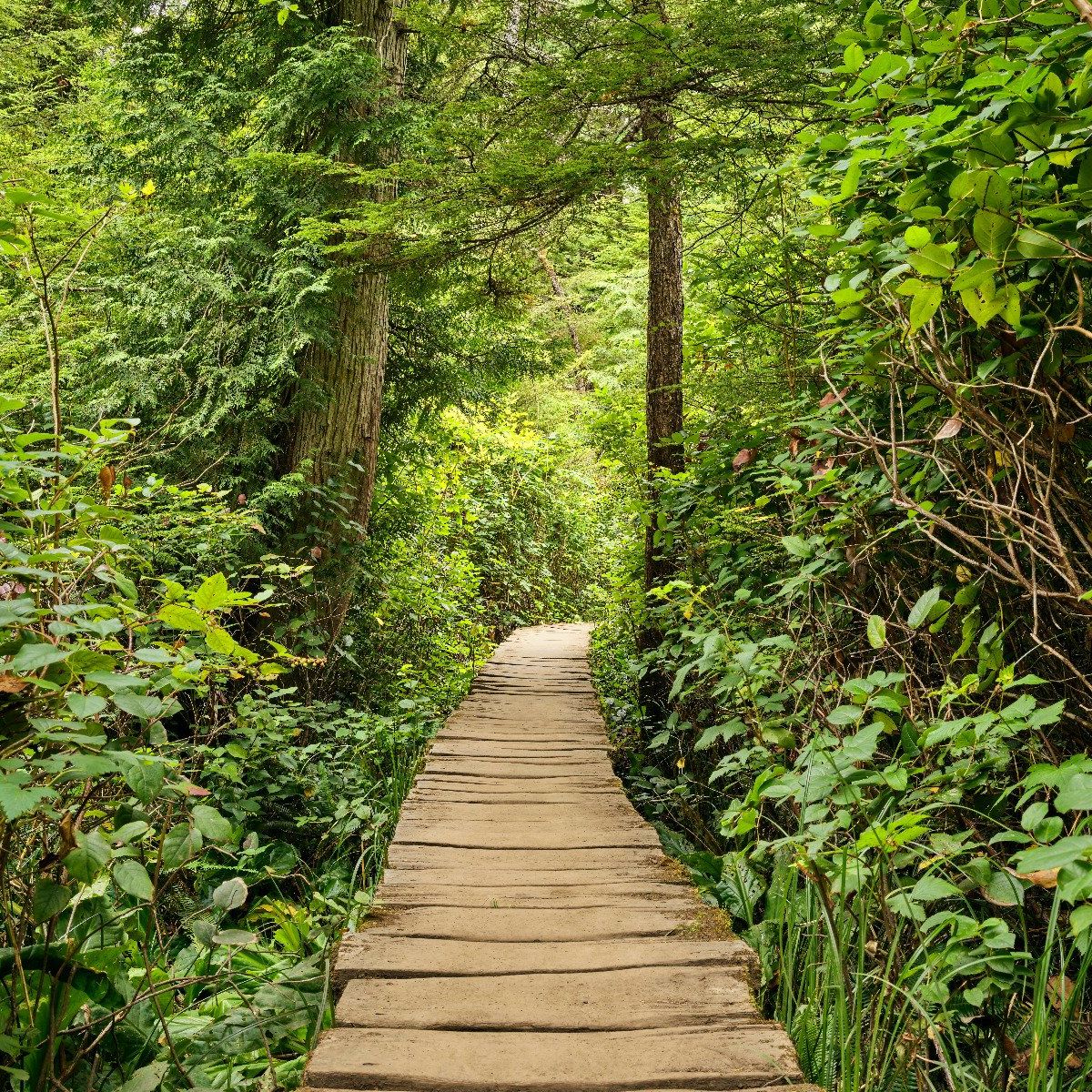 Wooden path through the green