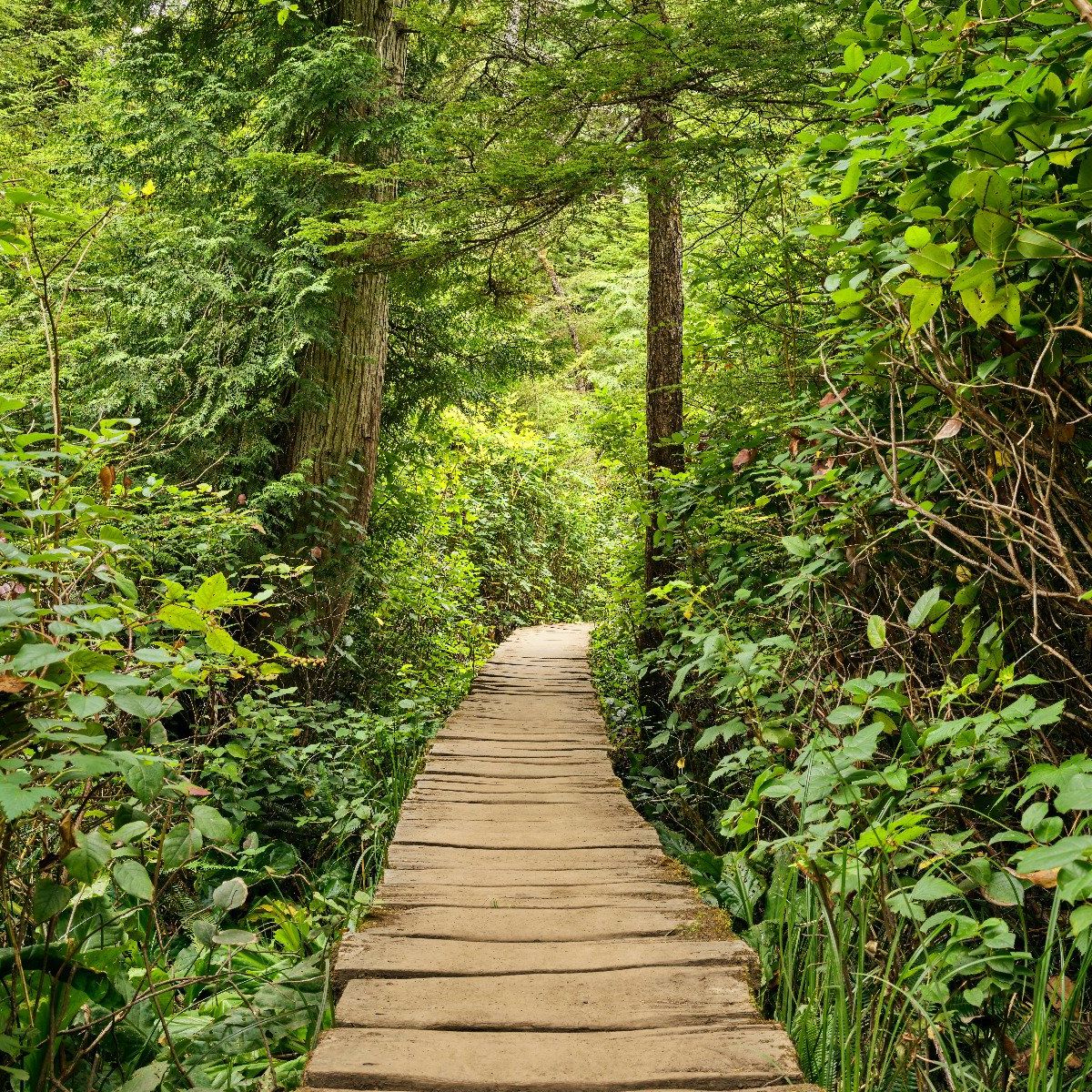 Holzweg durch das Grün